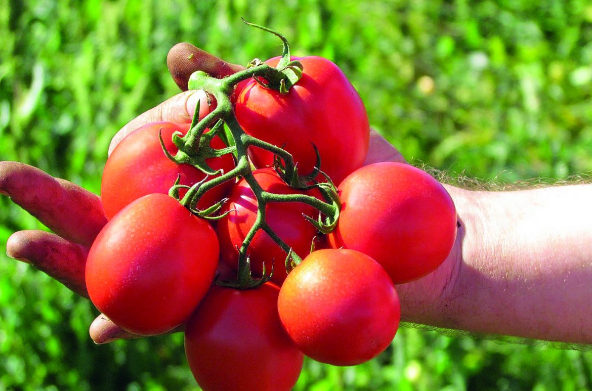 Pomidor Edimar F1 Tomato Nasiona Holenderskie