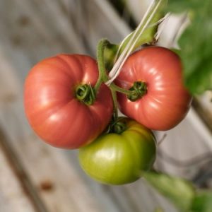 pomidor esmira