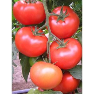 pomidor carnegie