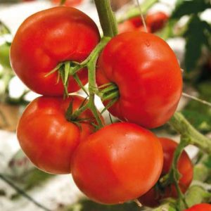 pomidor casania