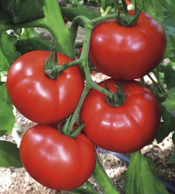 pomidor cemilia
