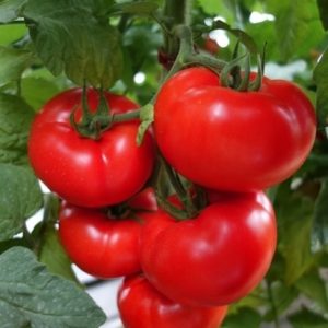 pomidor celesteen