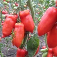 pomidor Cornabel