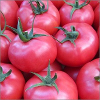 pomidor framboo