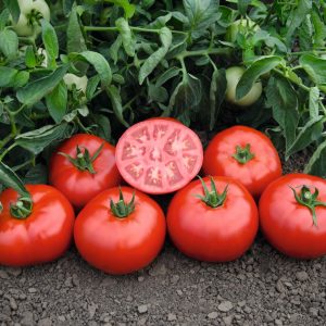 pomidor tomsk
