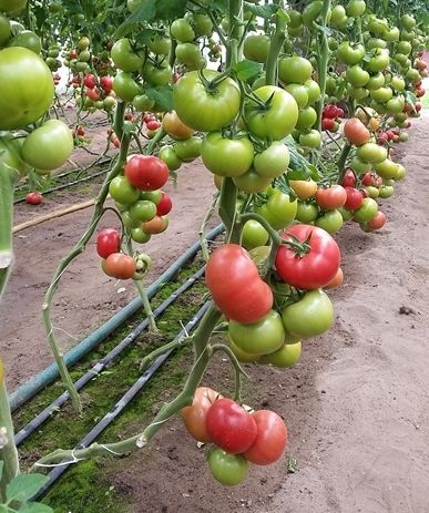 pomidor clarosa