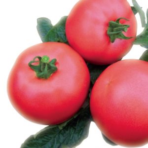 pomidor VP1