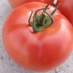 pomidor vp2