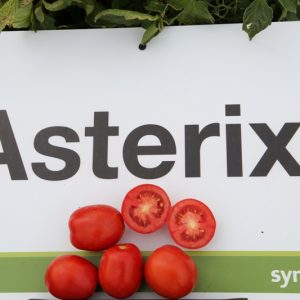 pomidor asterix