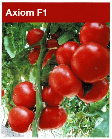 pomidor axiom