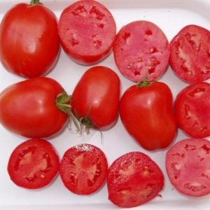 pomidor dyno