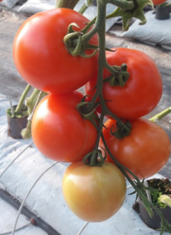 pomidor belladona
