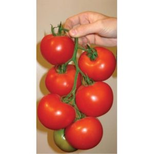 pomidor malibu