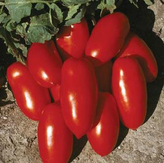 pomidor incas