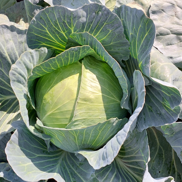 Kapusta biała Agressor F1