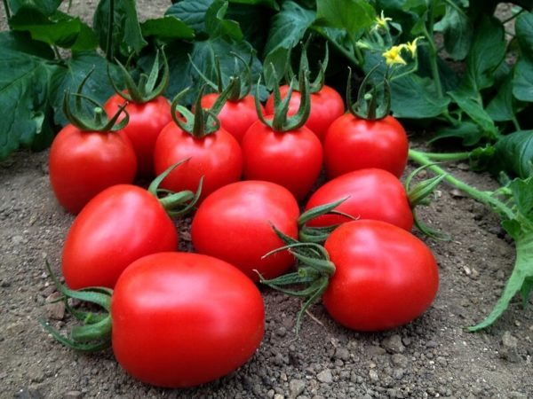 pomidor marcus