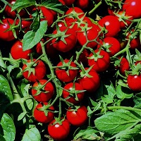 pomidor minidor