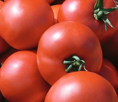 pomidor polbig