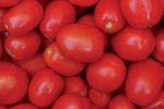 pomidor pietrarossa