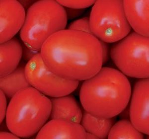 pomidor pietrarossa