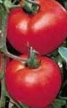 pomidor robin