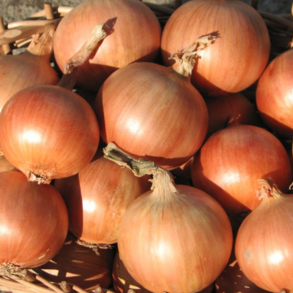 Cebula Rijnsburger 5
