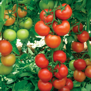 pomidor antalya