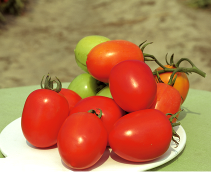 pomidor benito