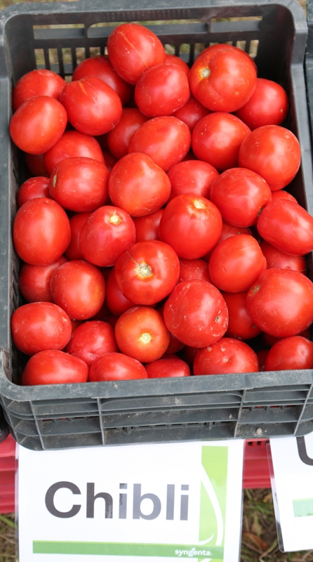 pomidor Chibli