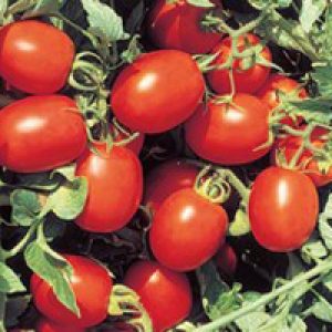 pomidor perfectpeel