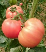 pomidor pink king