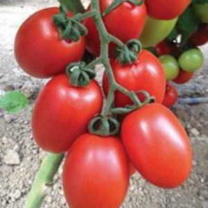 pomidor millonety