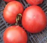 pomidor rediana