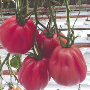 pomidor Rosamunda