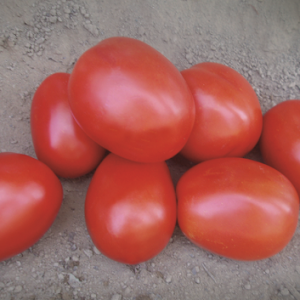 pomidor vaquero