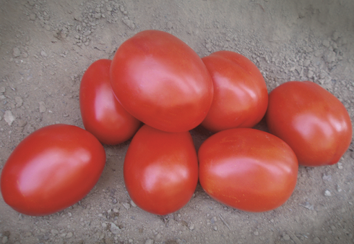 pomidor vaquero