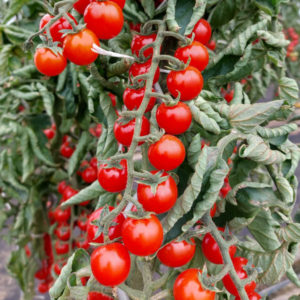 Pomidor Curranto