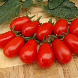 pomidor mandat