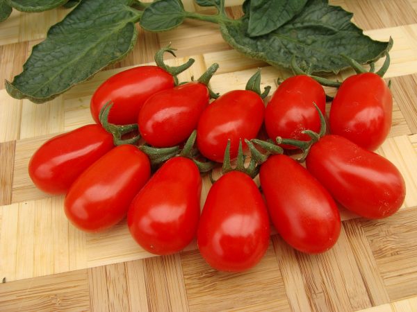 pomidor mandat
