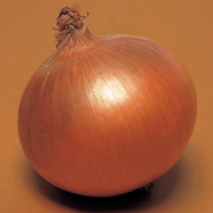 cebula Galatea