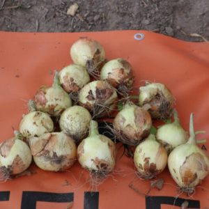 cebula reflex