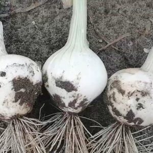 cebula ozima hidras
