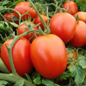 Pomidor Galera