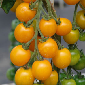 Pomidor Goldkrone