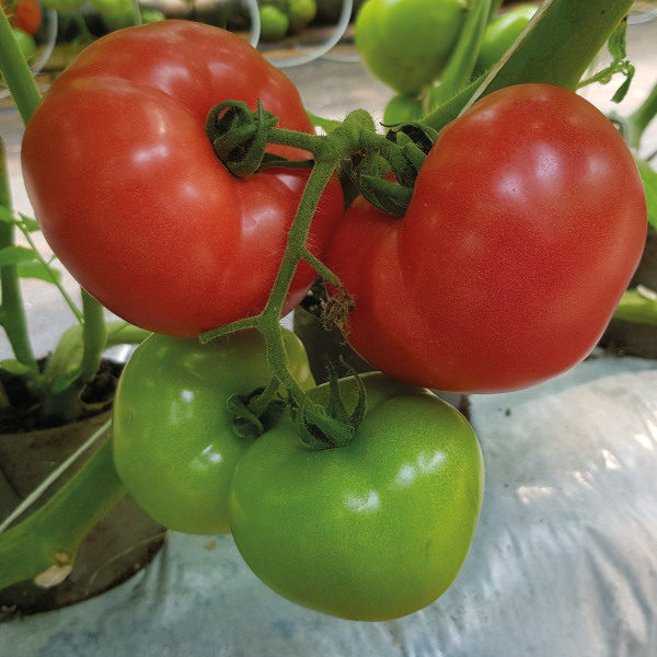 pomidor loara