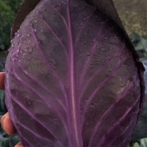 Kapusta Red Flame F1