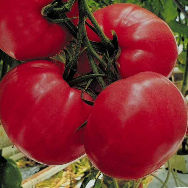 Pomidor Maturbo