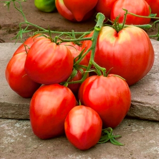 pomidor Cuor di Bue