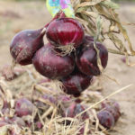 cebula red lady