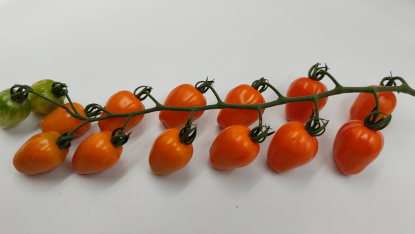 Pomidor Aplle Orange F1